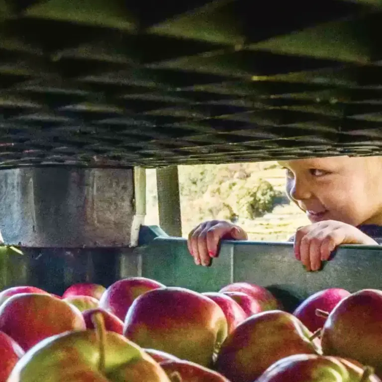 Pinklady&rsquo; culteur