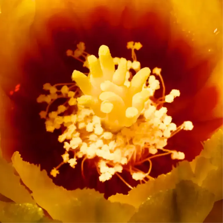 Good Vibes, Good Wines.